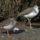 picture of Tringa totanus