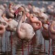 picture of Phoenicopterus roseus