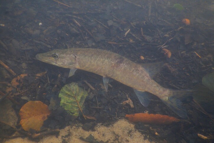 Esox aquitanicus