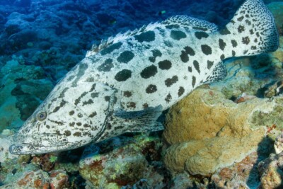 Espèce : Epinephelus tukula
