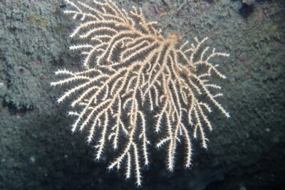Eunicella verrucosa Malacalcyonacea