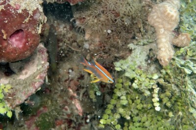 Neoglyphidodon crossi Pomacentridae