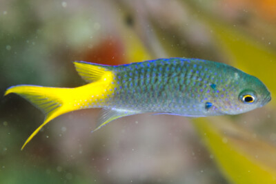 Neopomacentrus azysron Pomacentridae
