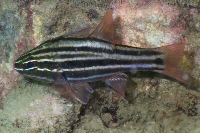 Ostorhinchus cookii Apogonidae