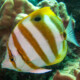 picture of Parachaetodon ocellatus