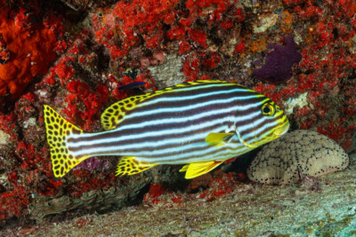 Plectorhinchus vittatus Haemulidae