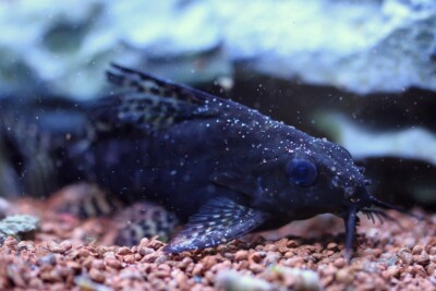 Synodontis eupterus Mochokidae