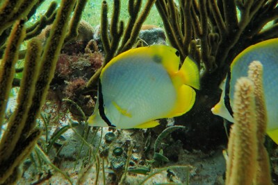 Chaetodon ocellatus Chaetodontidae