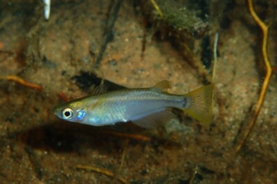 pesce del riso Adrianichthyidae