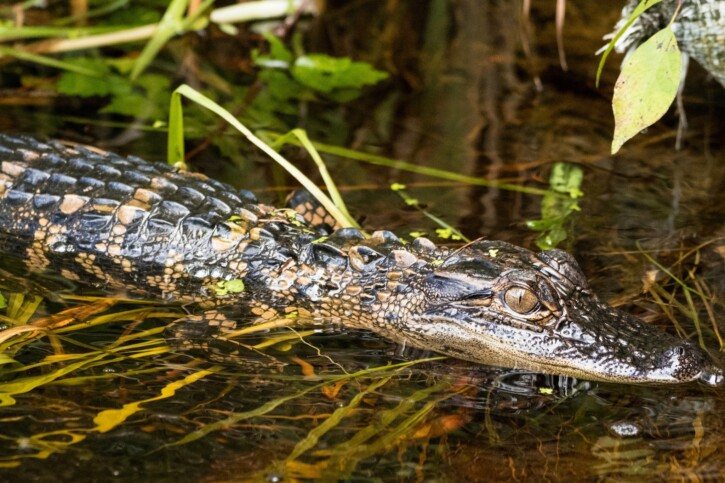 Alligator mississippiensis - Alligatore americano