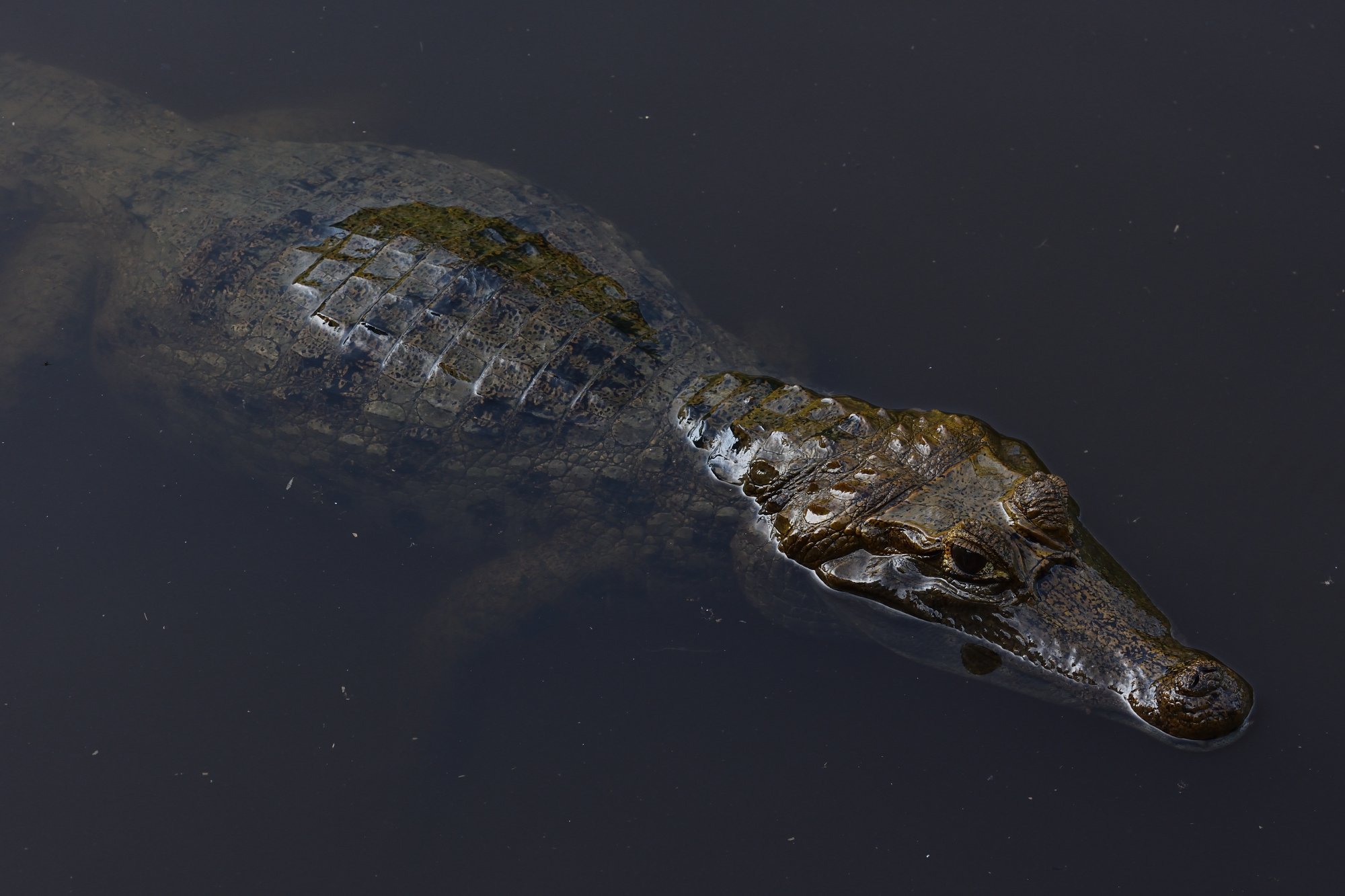 Caiman crocodilus