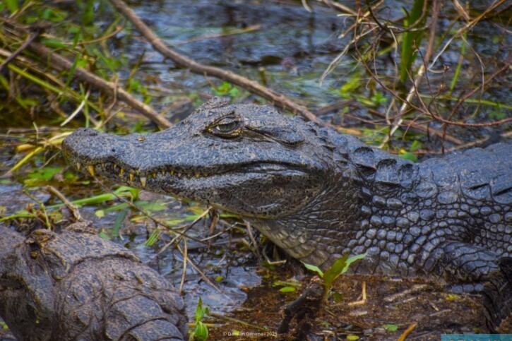 Caiman yacare - Caimano yacare