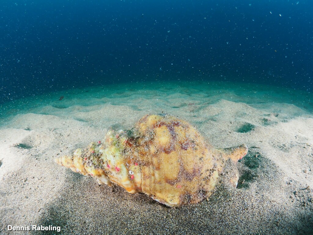 Charonia lampas