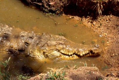 Coccodrillo dell'Orinoco Crocodylidae