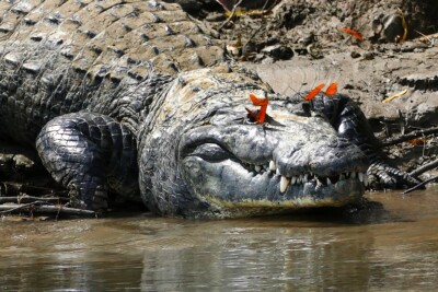 Coccodrillo di Morelet Crocodylidae