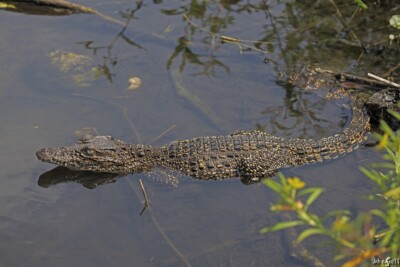 Coccodrillo cubano Crocodylidae