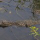 picture of Crocodylus rhombifer