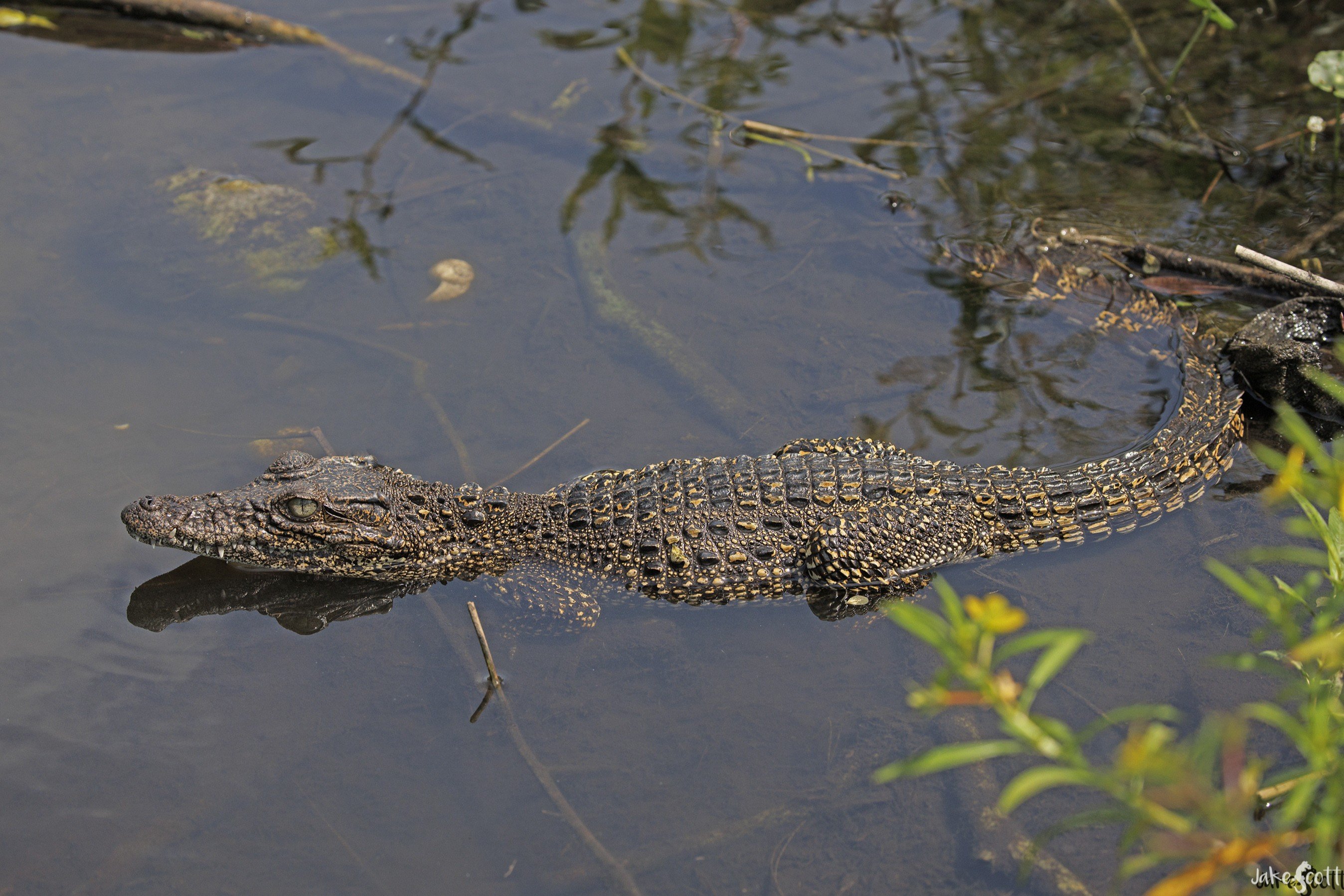 Crocodylus rhombifer