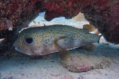 pesce istrice puntinato Diodontidae