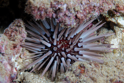 Echinometra mathaei Echinometridae