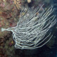 picture of Eunicella singularis