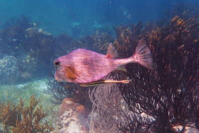 Espèce : pesce tronco bufalo