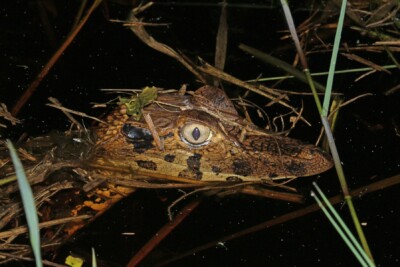 Caimano nero Alligatoridae