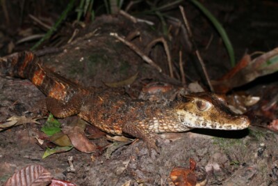 Caimano dalla fronte liscia Alligatoridae