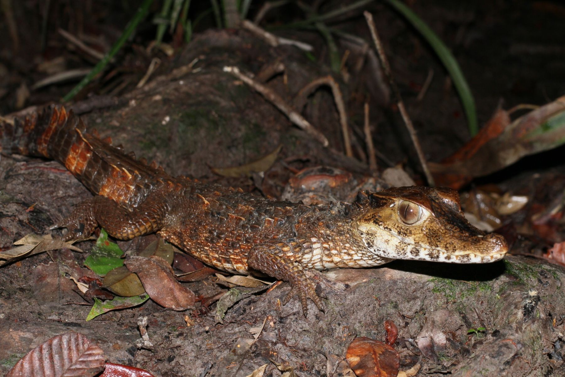 Paleosuchus trigonatus