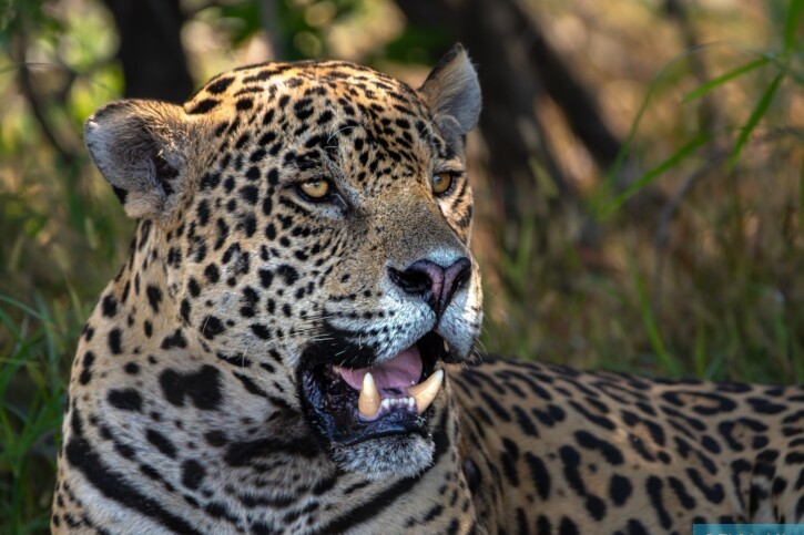 Panthera onca - giaguaro