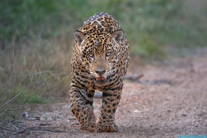 Panthera onca - giaguaro