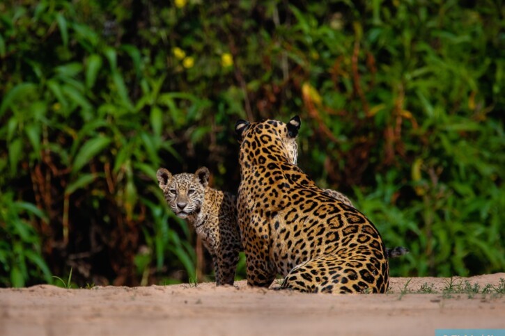 Panthera onca - giaguaro