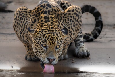 giaguaro Felidae