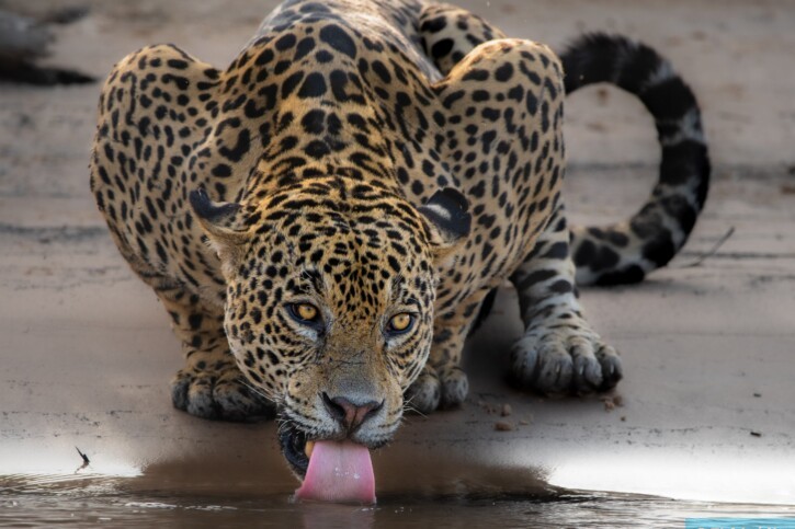 Panthera onca - giaguaro