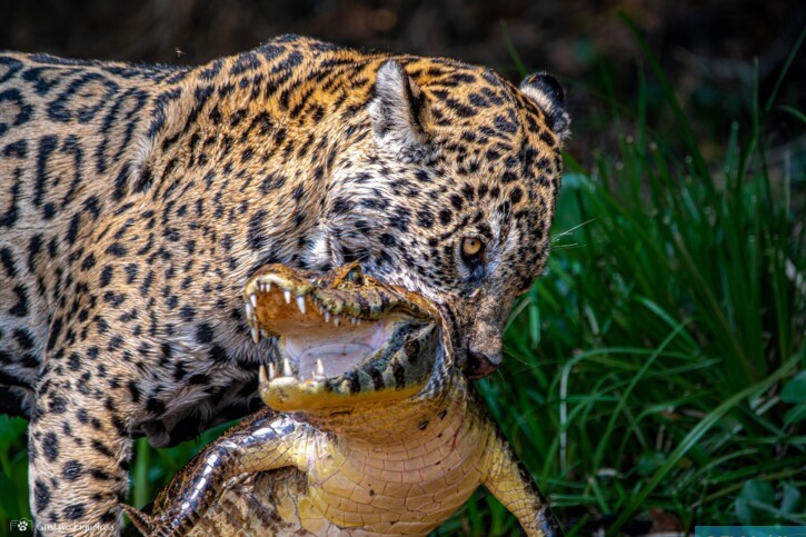 Panthera onca - giaguaro