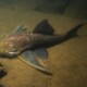 picture of Acanthicus hystrix