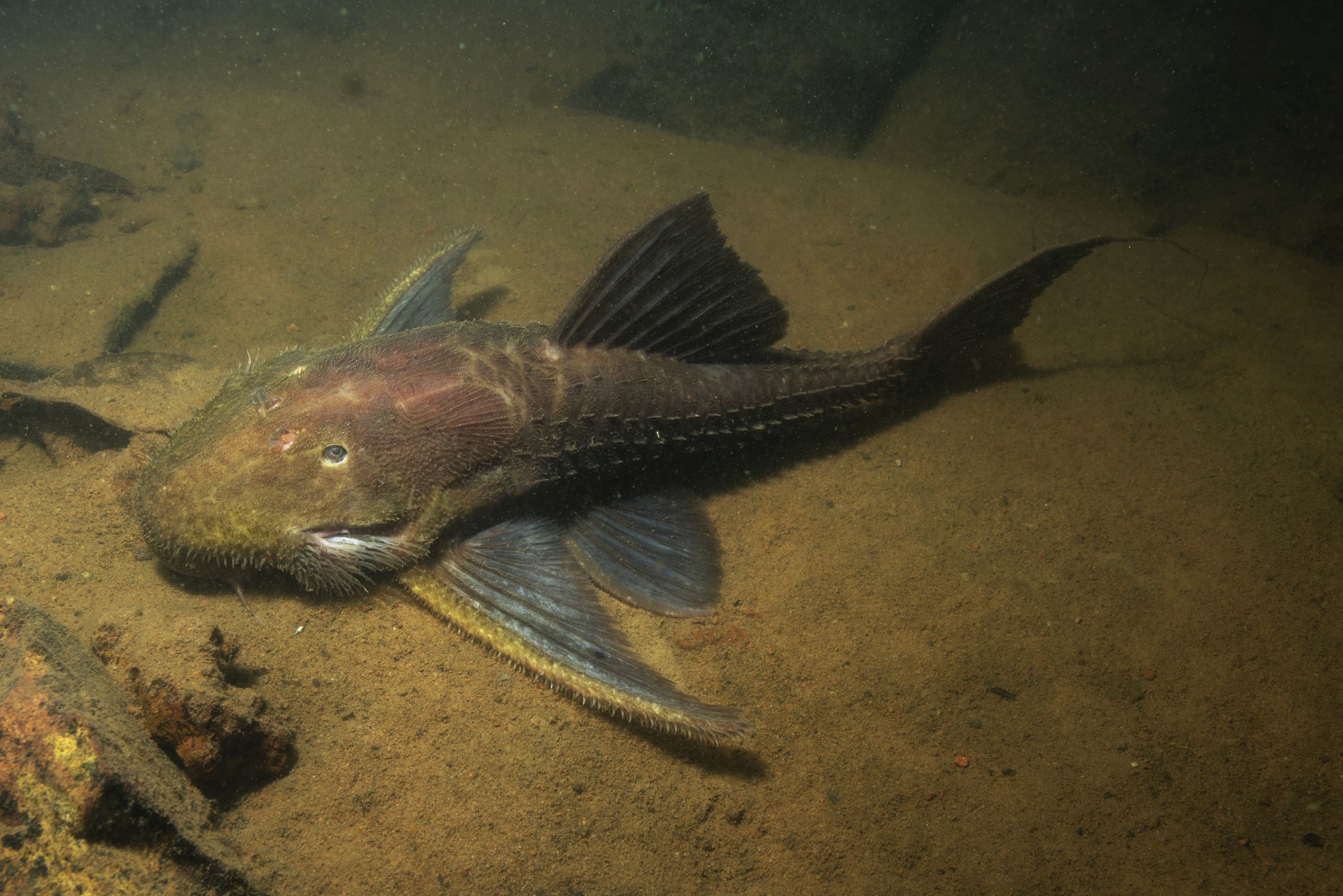 Acanthicus hystrix