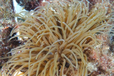 ortica di mare Actiniidae