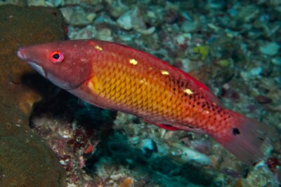 tordo di Diana Labridae