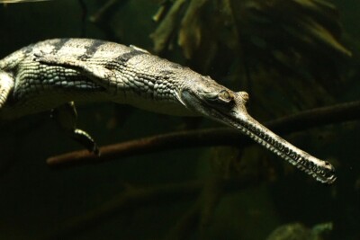 gaviale Gavialidae