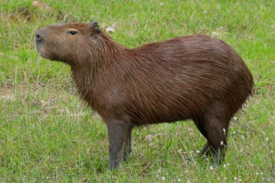 capibara Caviidae