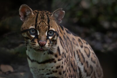 ocelot Felidae