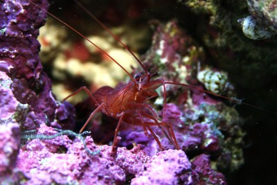 Espèce : Lysmata rathbunae
