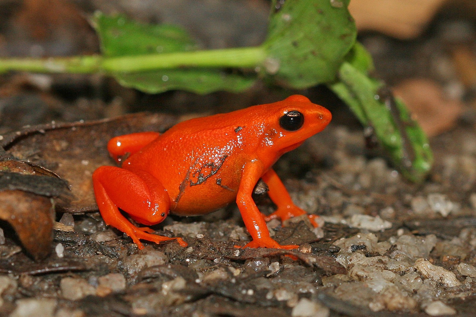 Mantella aurantiaca