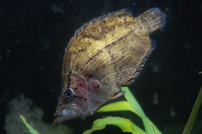 pesce foglia sudamericano Polycentridae