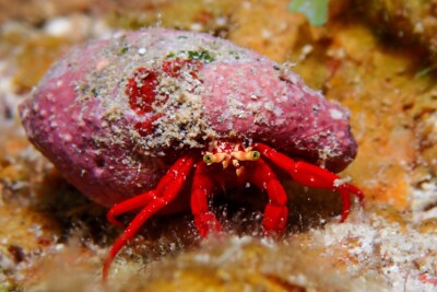 Espèce : granchio eremita rosso