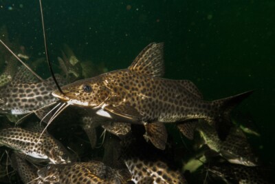 Pimelodus maculatus Pimelodidae