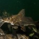 picture of Pimelodus maculatus