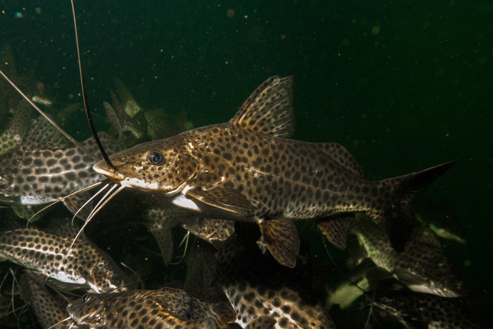 Pimelodus maculatus