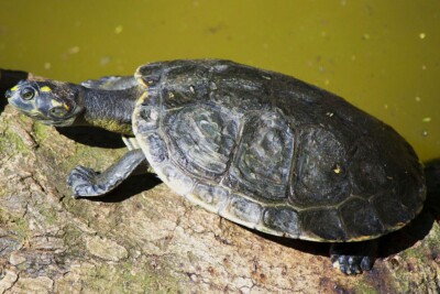 tartaruga del rio delle Amazzoni Podocnemididae